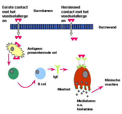 Inleiding atopische voedselallergie.png